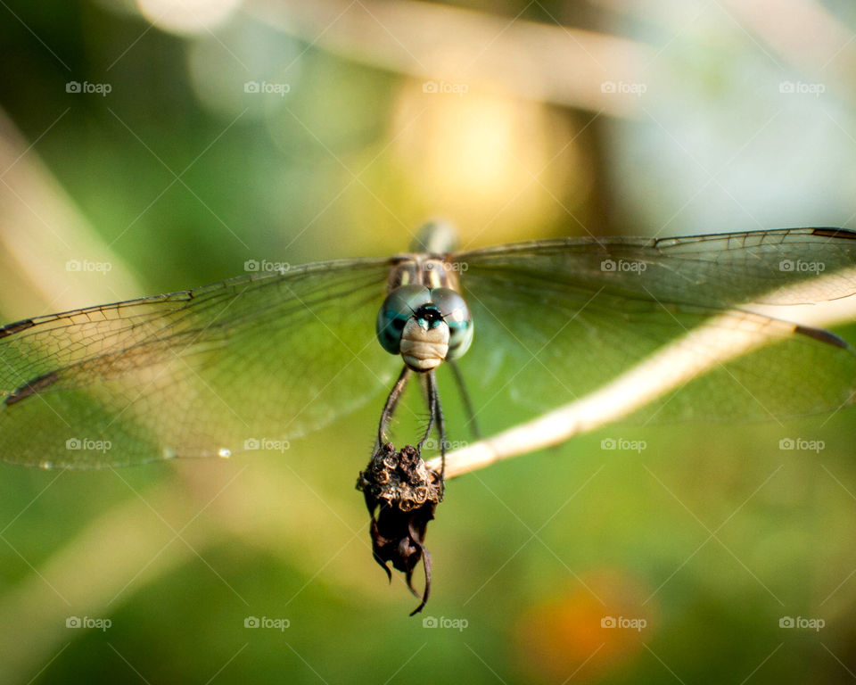 A soft landing by a gentle dragon