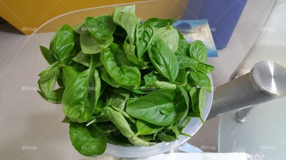 Basil leaves for seasoning and cooking