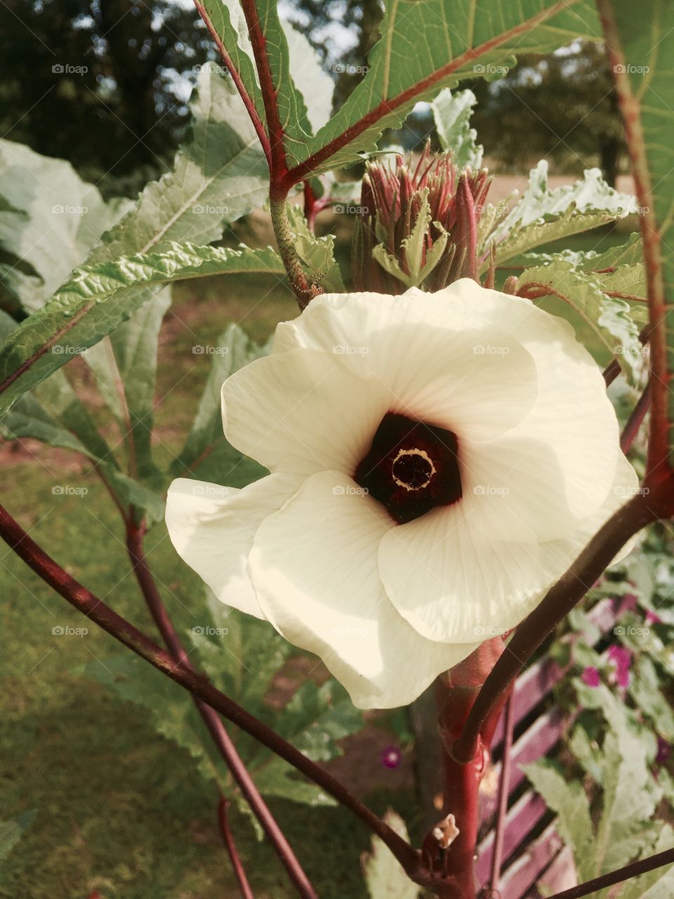 Red Burgundy Okra flower, Mallow flower