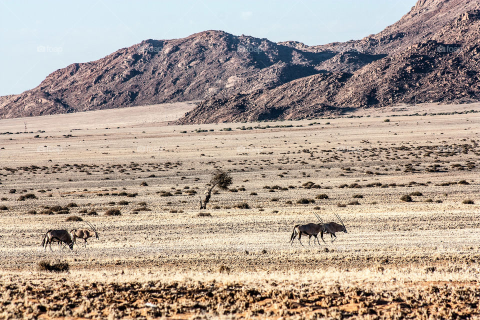 Desert, Mammal, No Person, Landscape, Grassland
