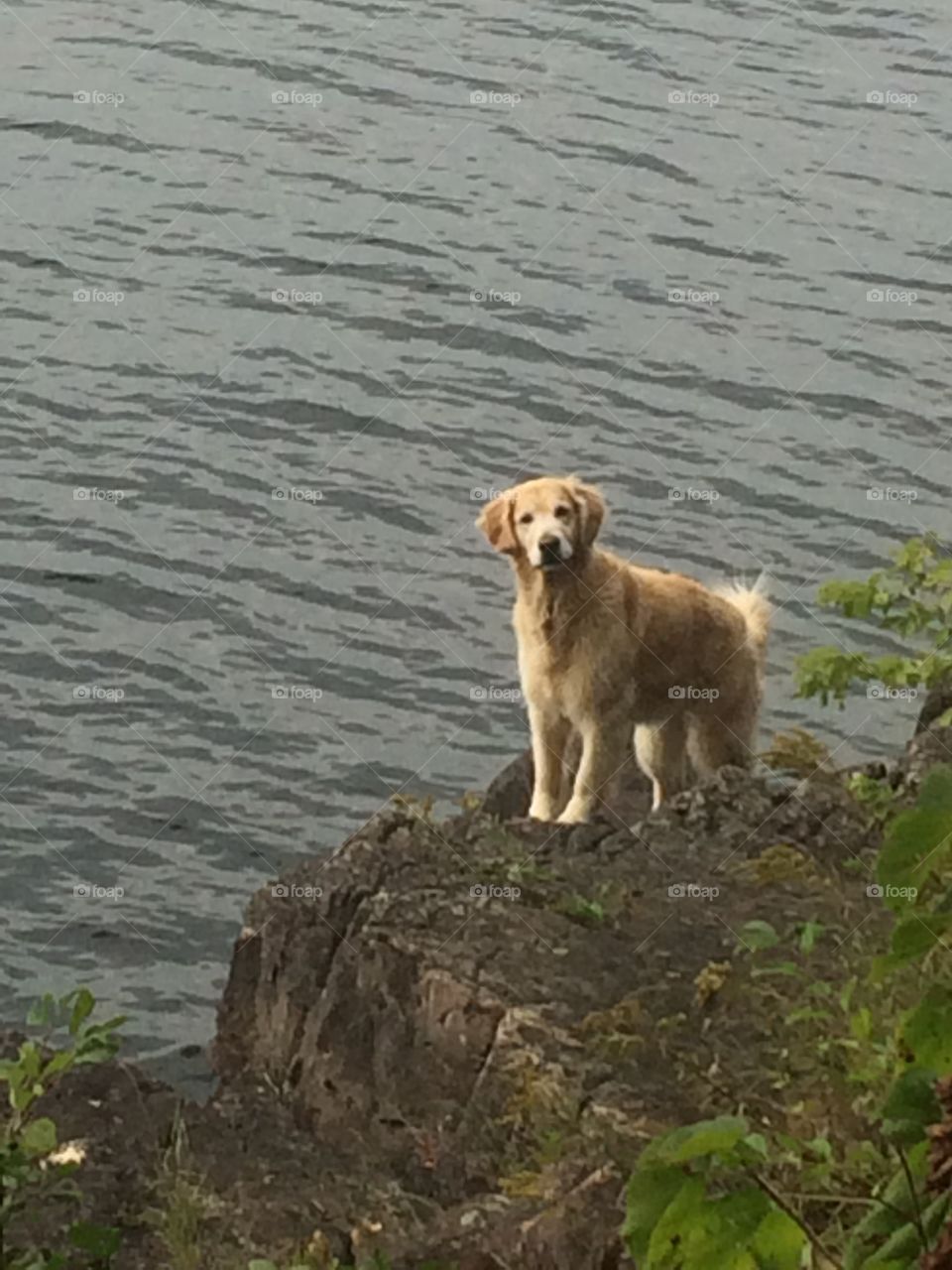 Sweet puppy on lake Champlain  in Vermont. Beautiful view from the house on to the water of this cute puppy dog who went swimming. 