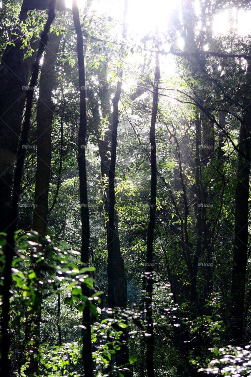 Rainforest in Queensland 