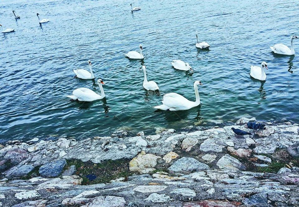 Swans Blue &  White