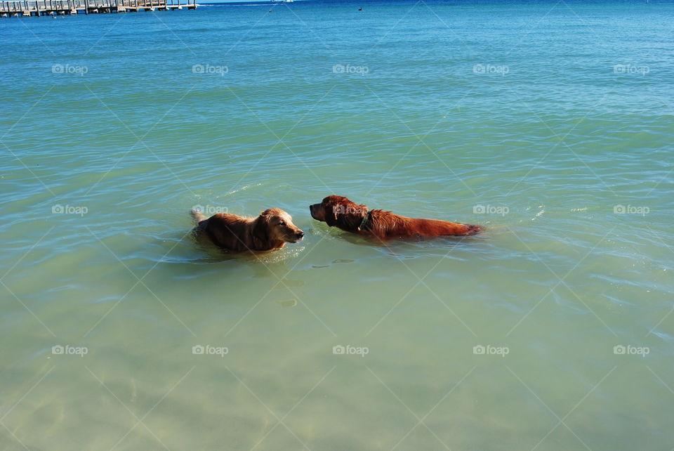 Dogs swimming in the ocean