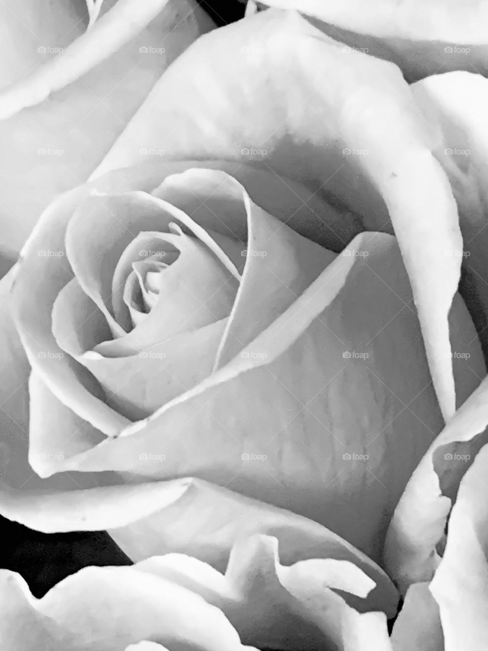 B&w rose