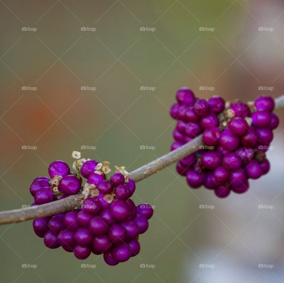 Close-up of purple beautyberries