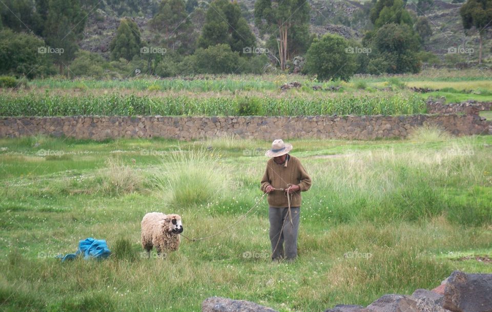 Farmer and his sheep