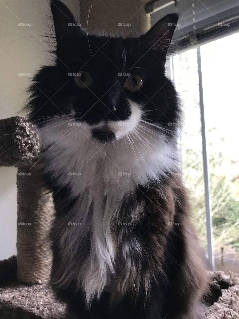 Snickers the fluffy tuxedo cat