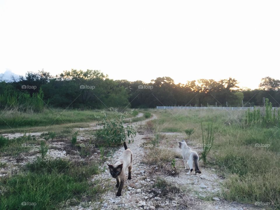 Kitties playing at Dusk 
