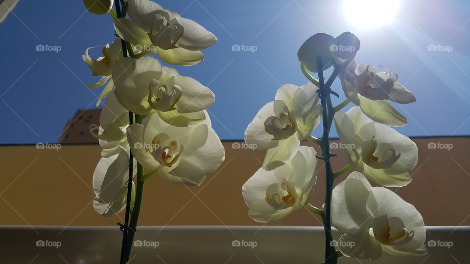 Orquídea. Foto tirada da saca do apartamento