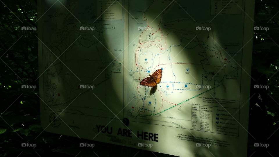 Butterfly lost