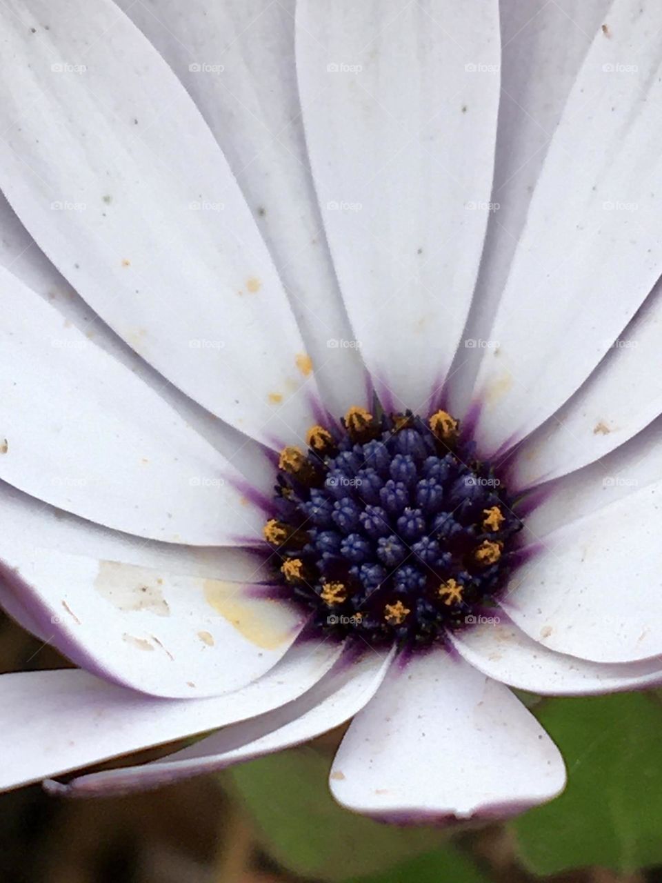 Heart of Osteospermum after rain