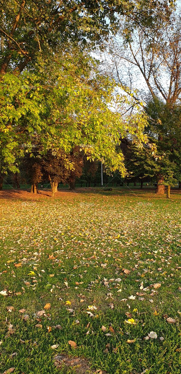 autumn in the park