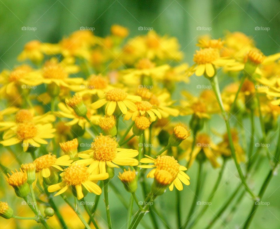 Wildflowers