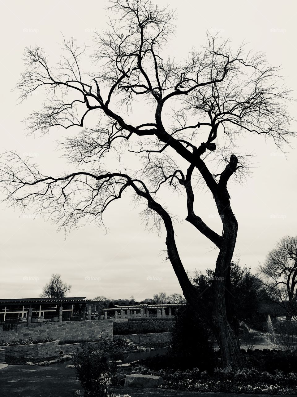 Lone tree in the park