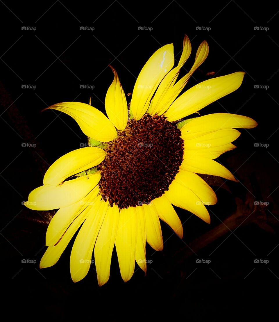 Sunflower Glow