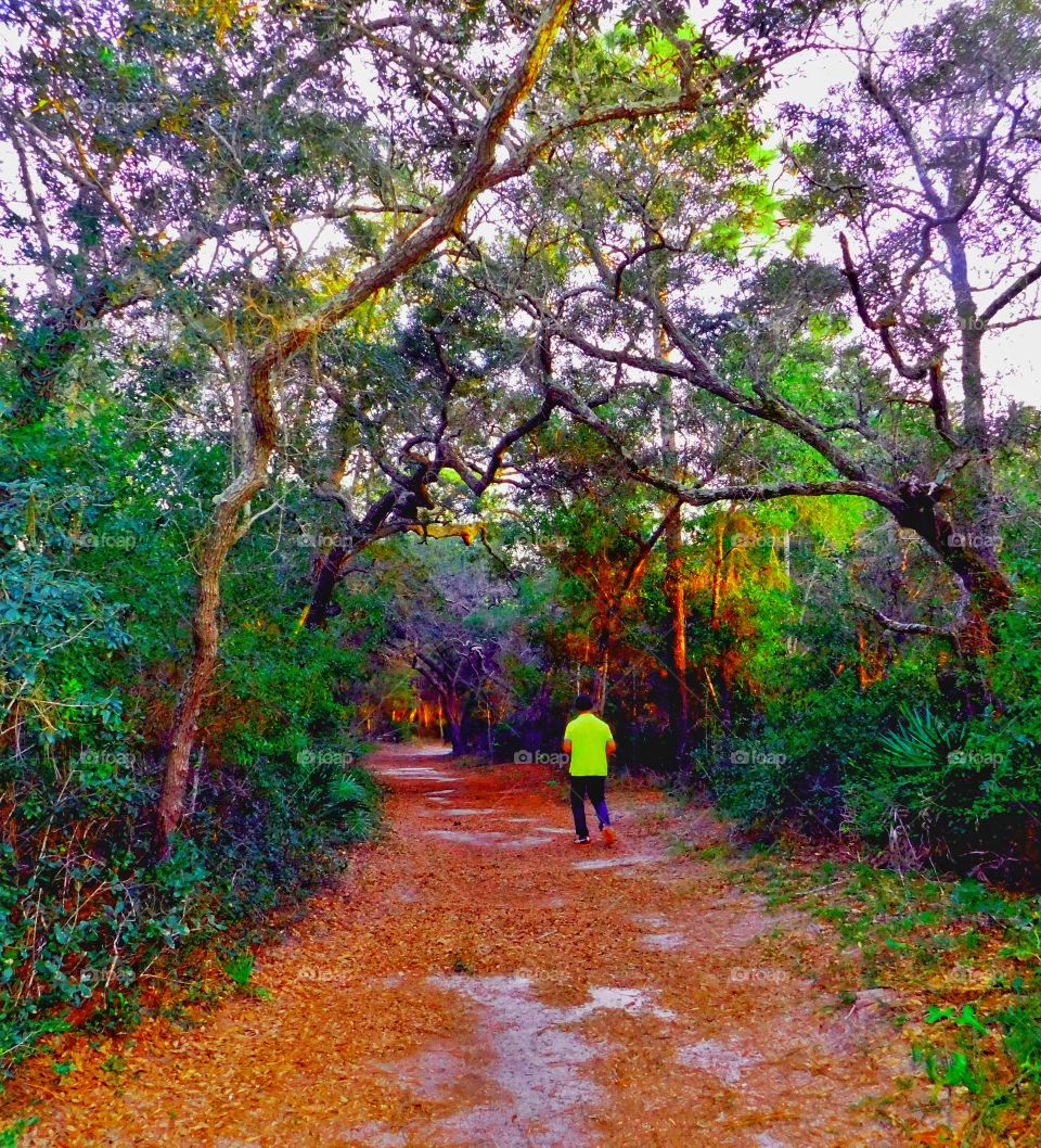 Walking in the Magic forest