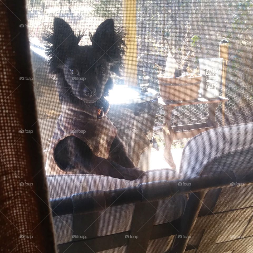 long hair black chihuahua dog looking in window