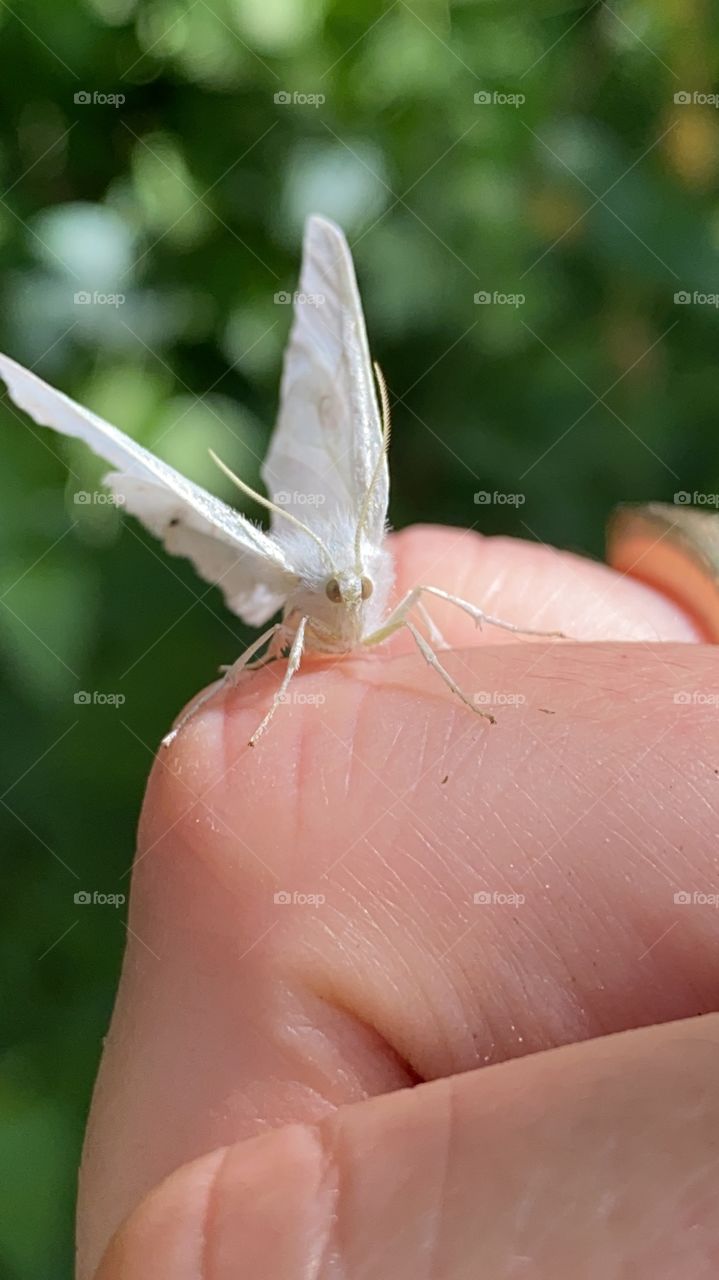 Stunning close up photo of white moth from backbone state park is gorgeous!