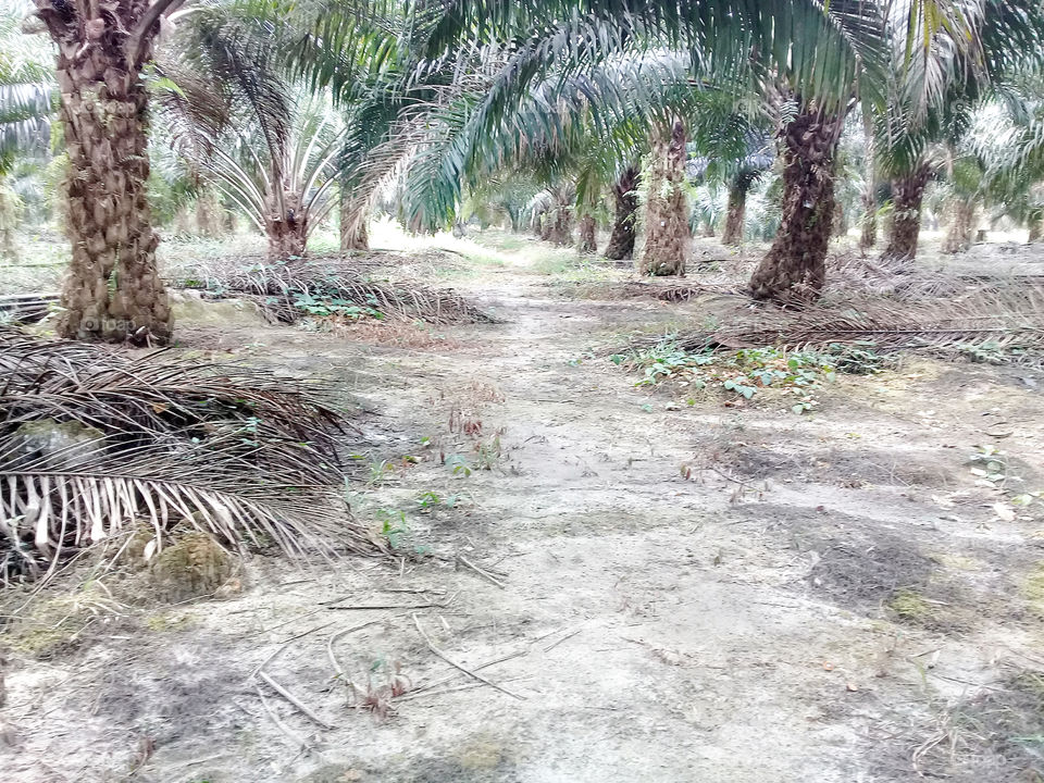 excample of a harvesting road in an oil palm plantation