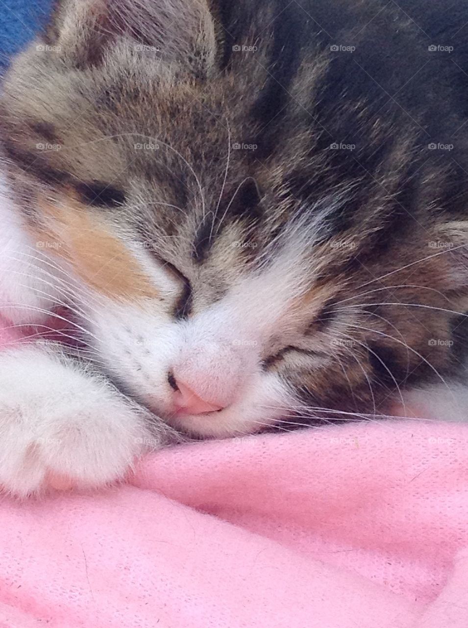 Sleeping kitten 