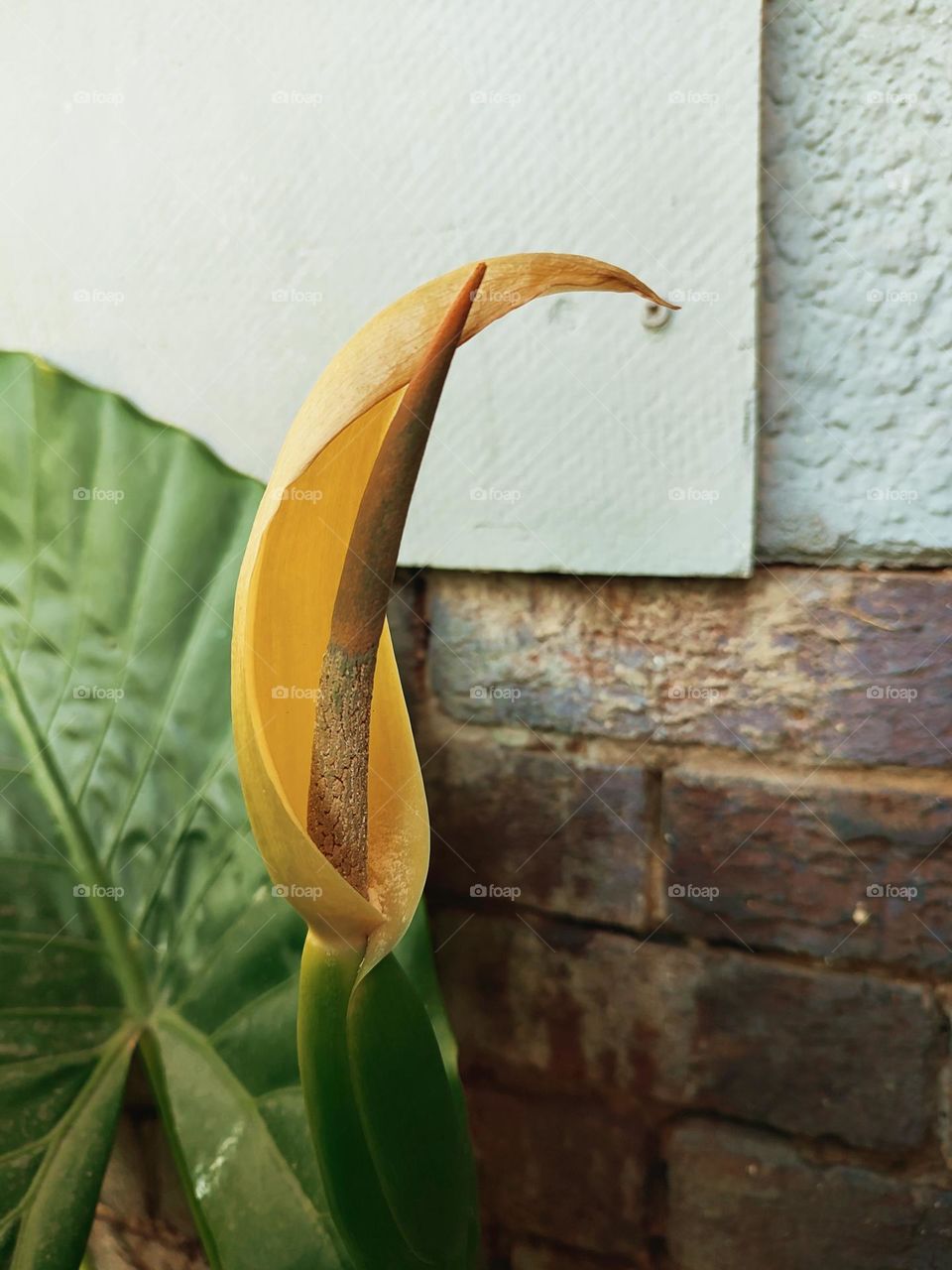 Alocasia brisbanensis