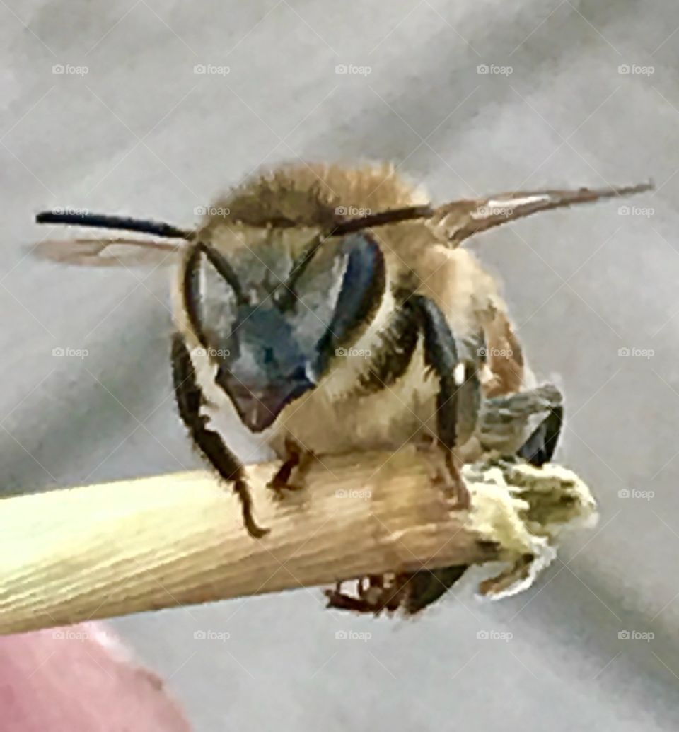 Closeup Bee