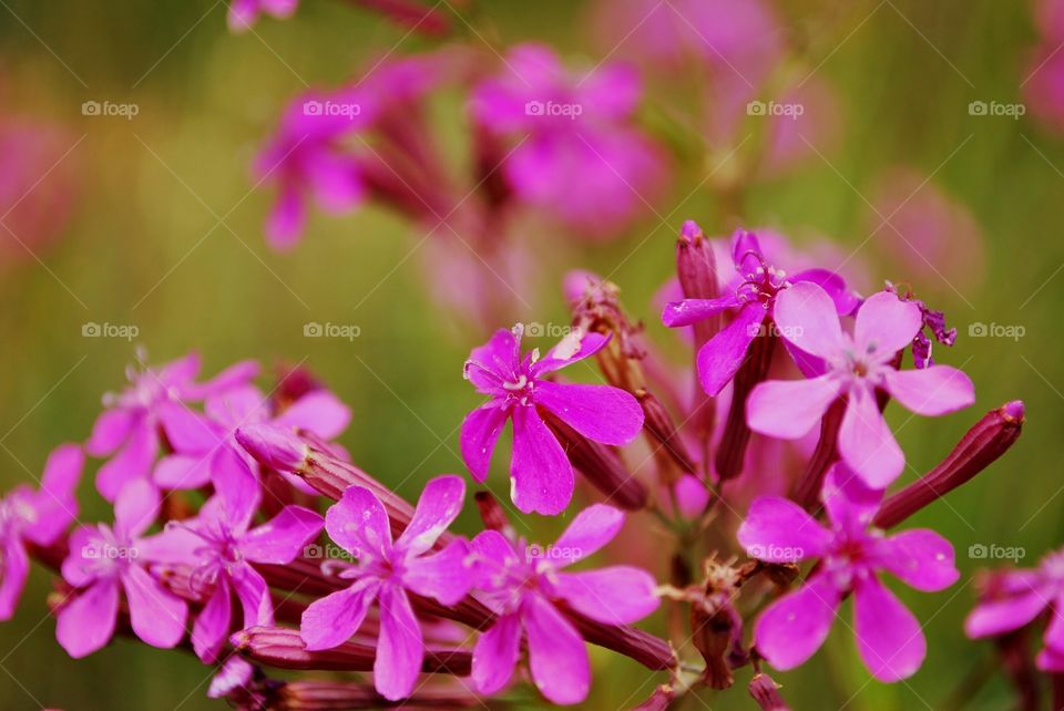 Pink wild flowers