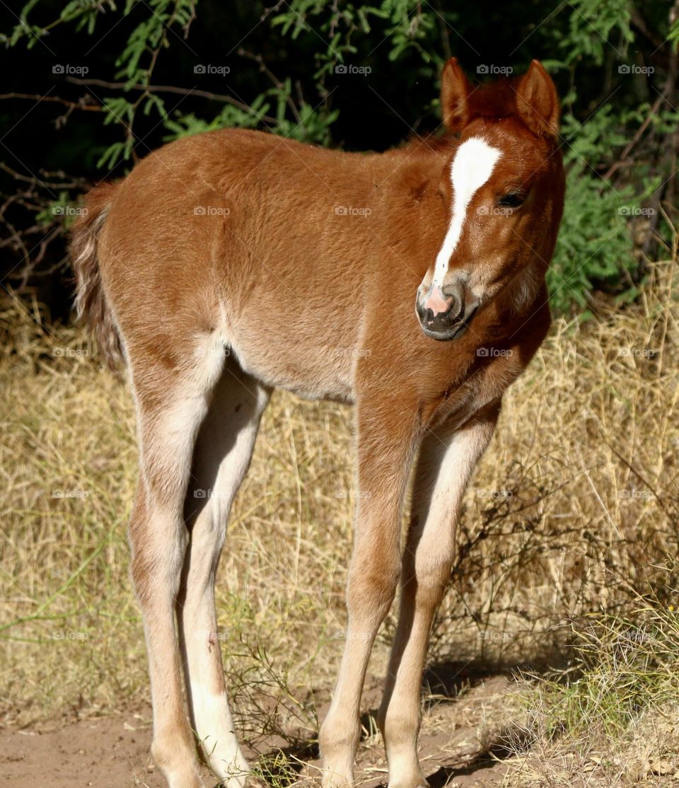Salt River Wild Horse Filly
