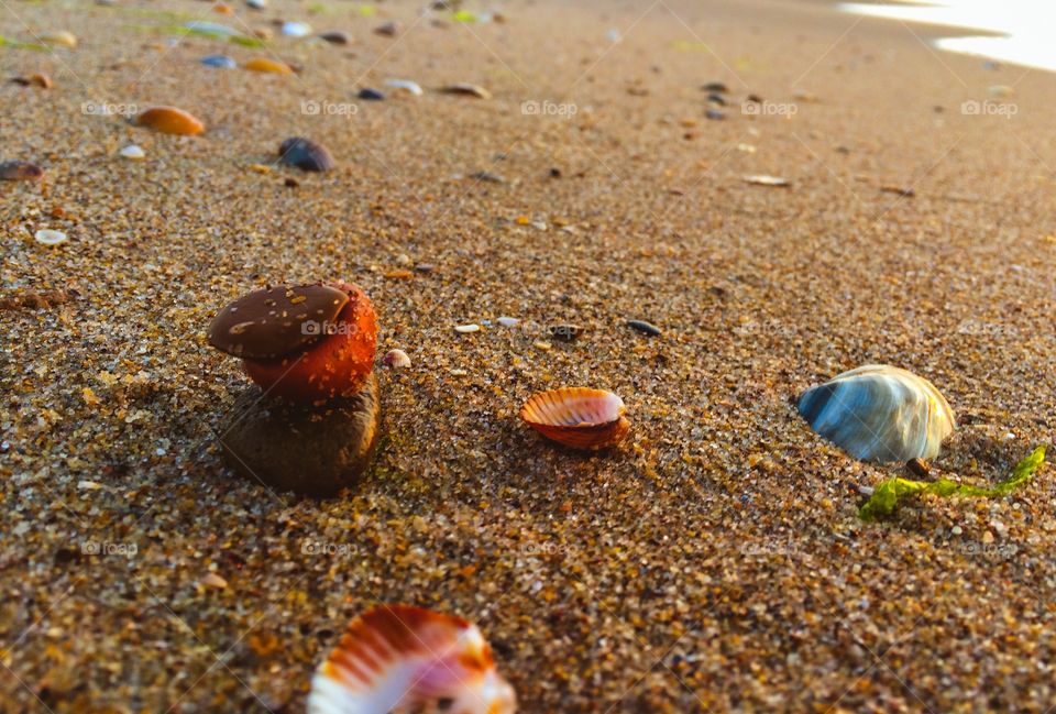 Beach with shells and stones