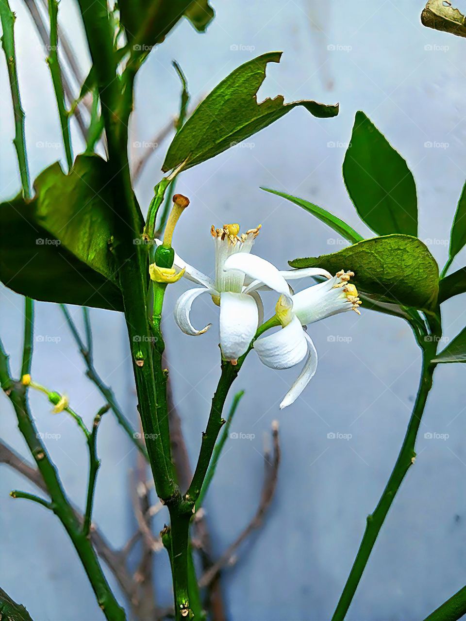The orange blossom is the fragrant flower of the Citrus sinensis (orange tree).