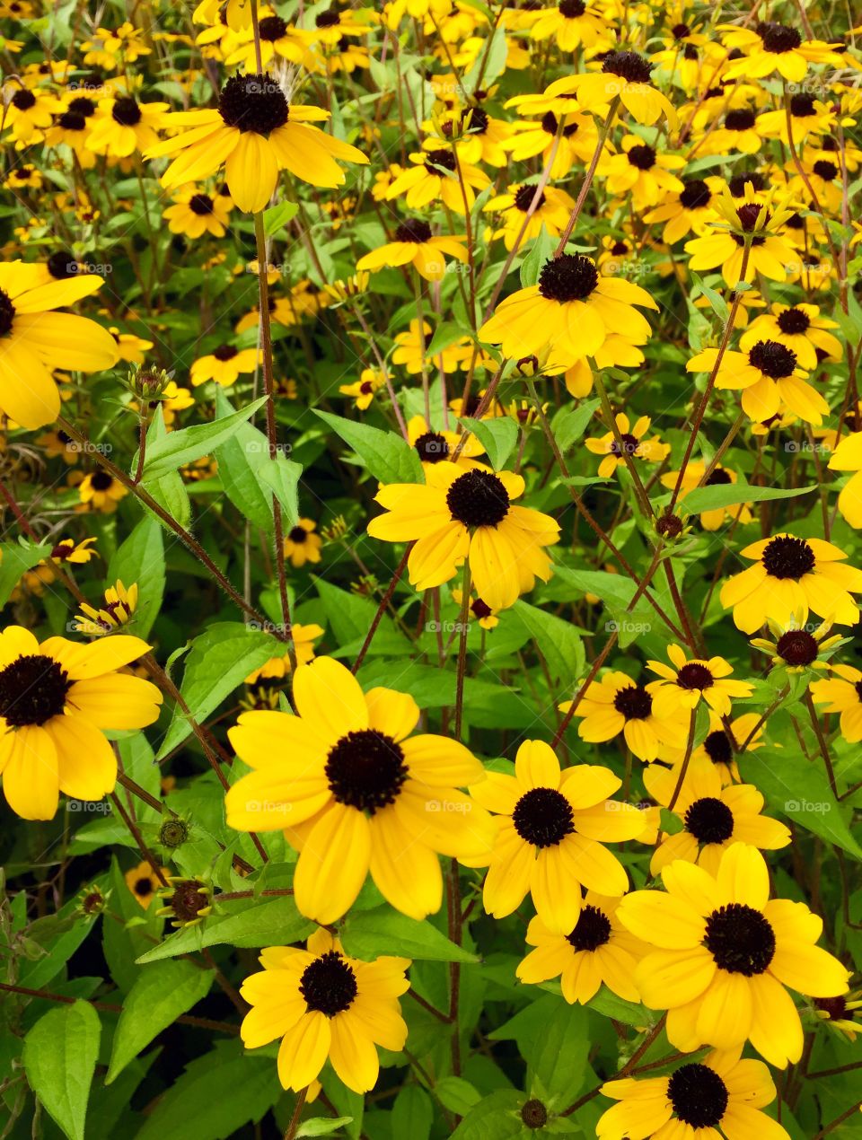 Yellow Flowers 