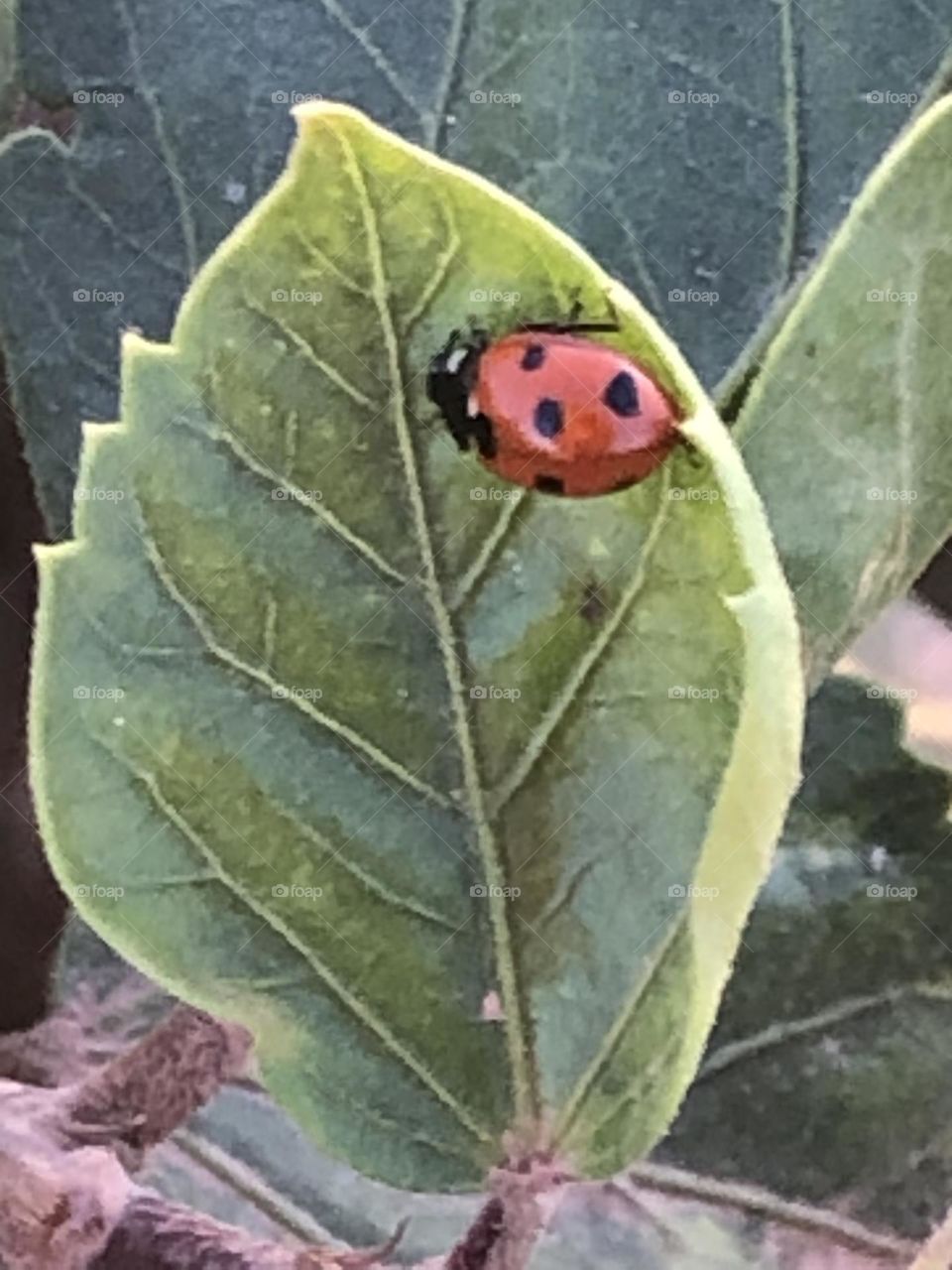 Beautiful ladybug on a green leaf of a tree.