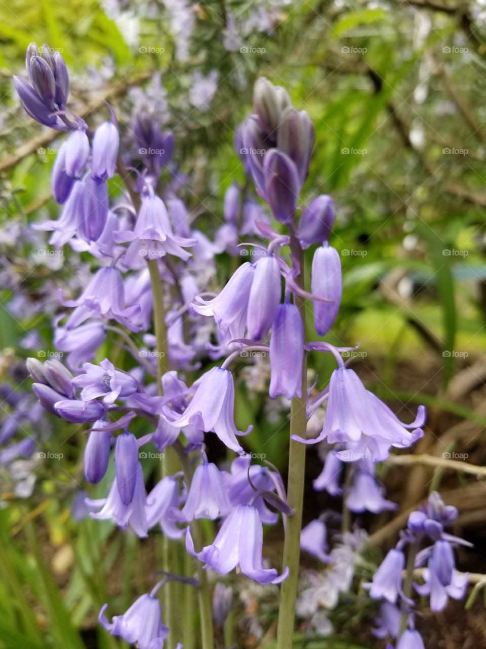 bluebells