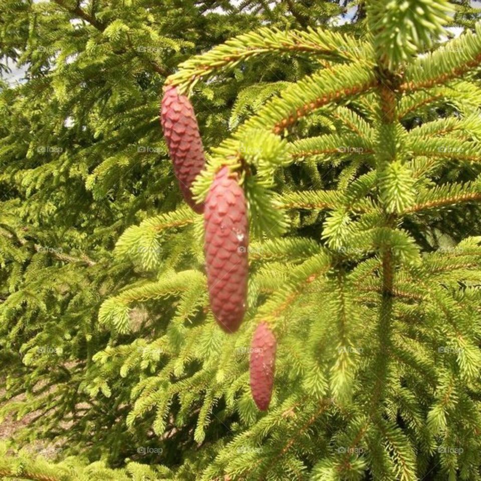 Tree Farm Pine Cones