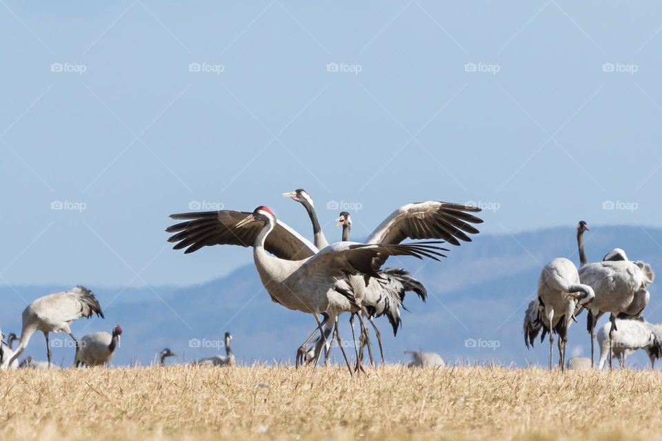Beautiful wild crane bird dancing at spring 