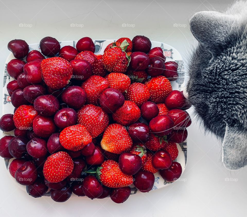 Plate with berries. Cat. Strawberry. Cherry 