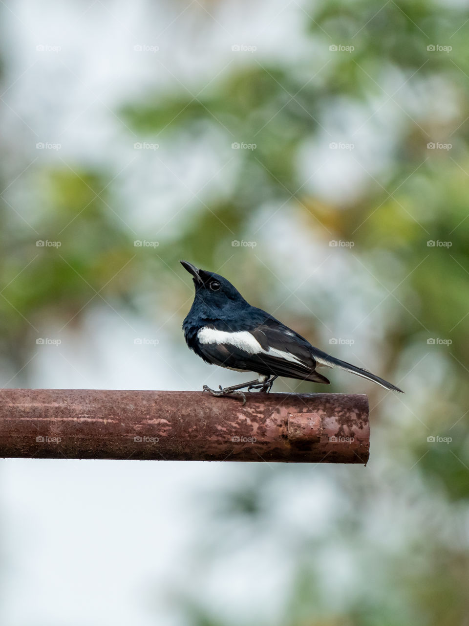 Oriental magpie-robin