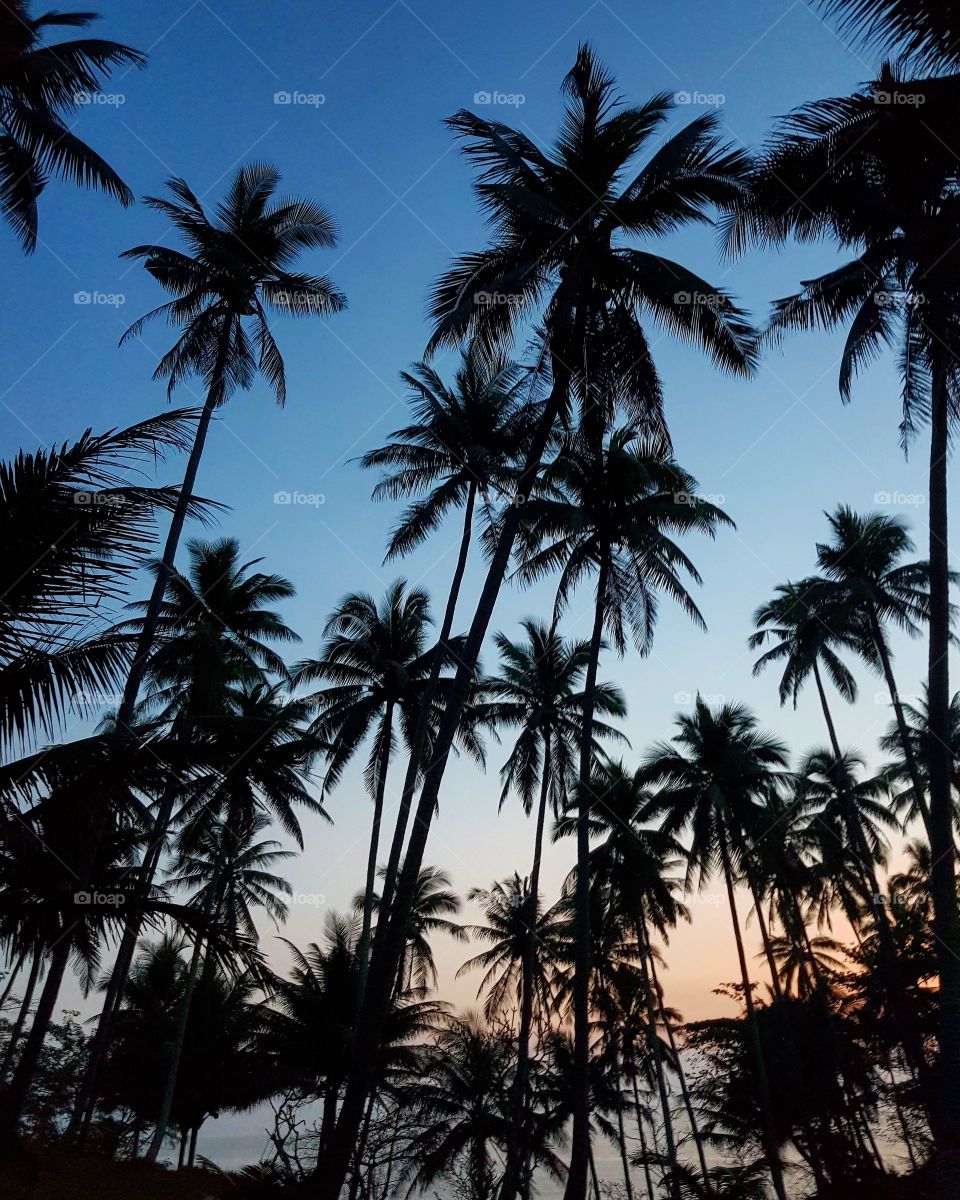 Coconut trees in the evening sky