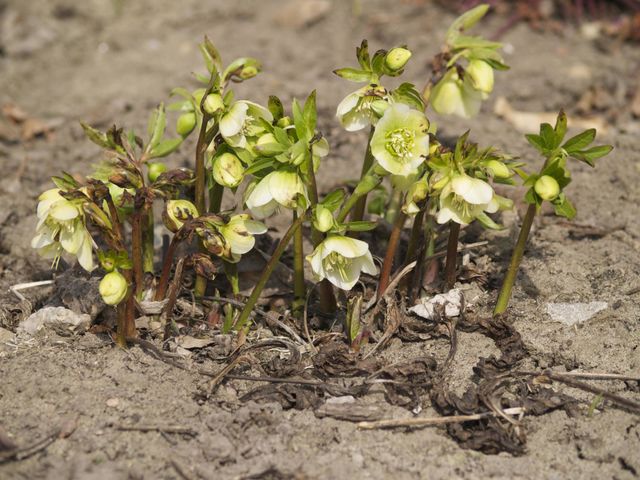 Yearn for spring