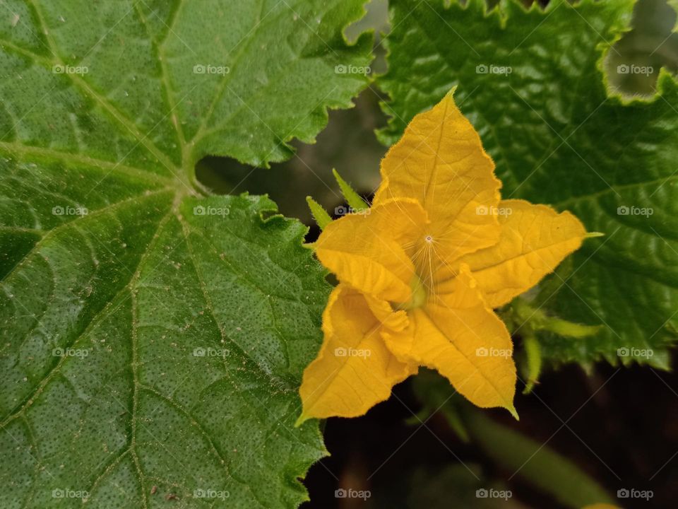Cucumber blossom