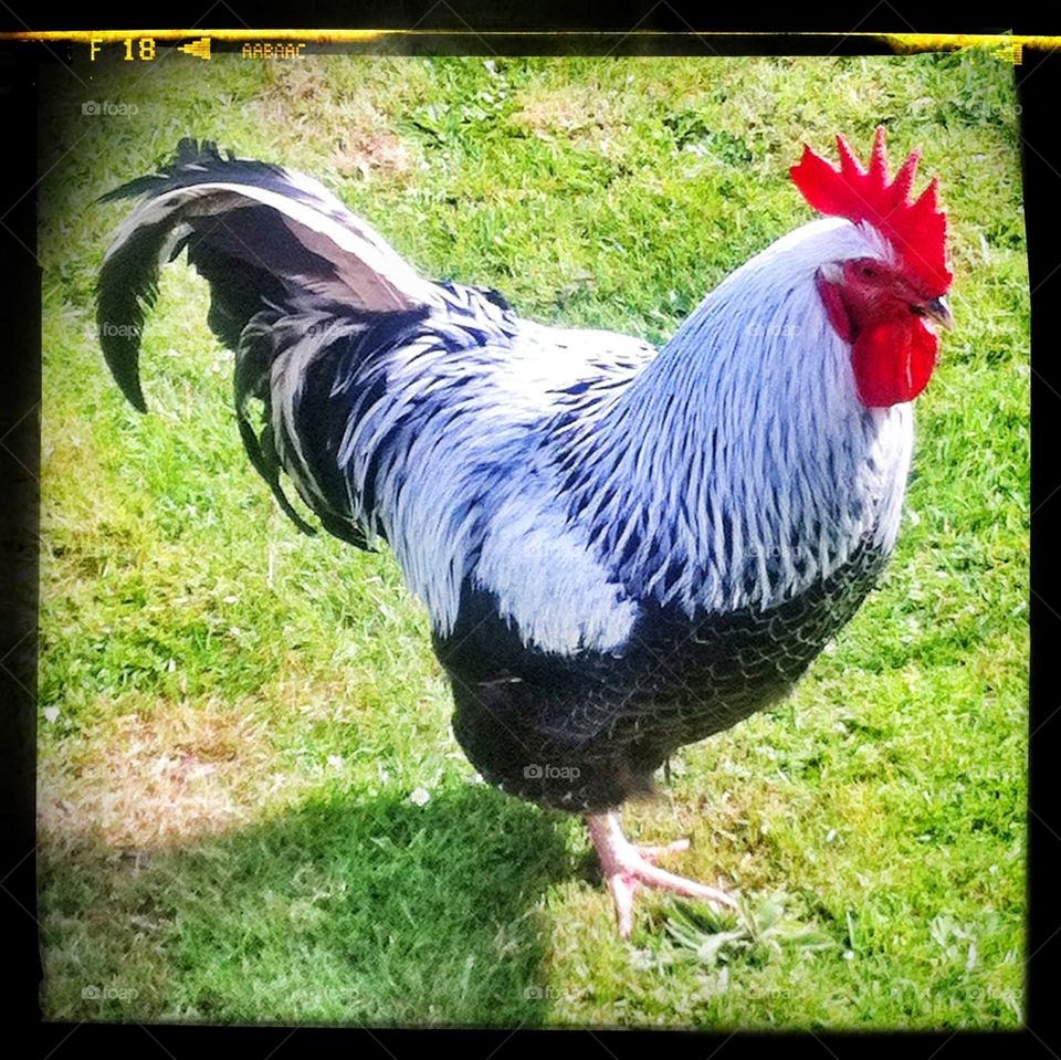 Mixed breed cockerel