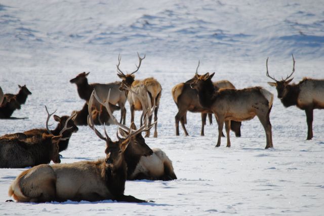 Elk in the Elk Refuge in Jackson Hole, WY