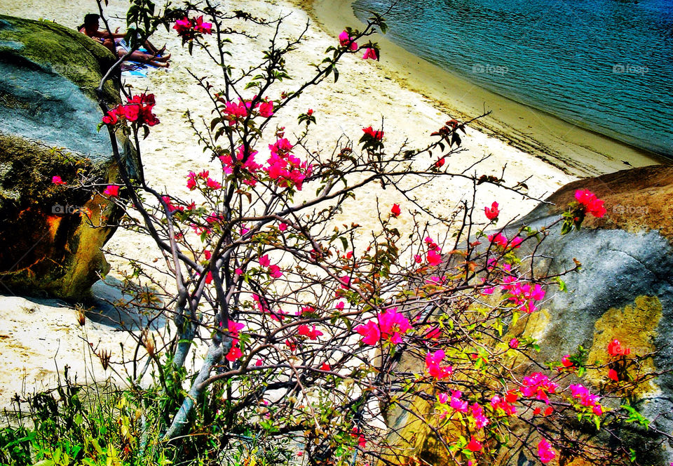 Tree, Nature, No Person, Flower, Outdoors