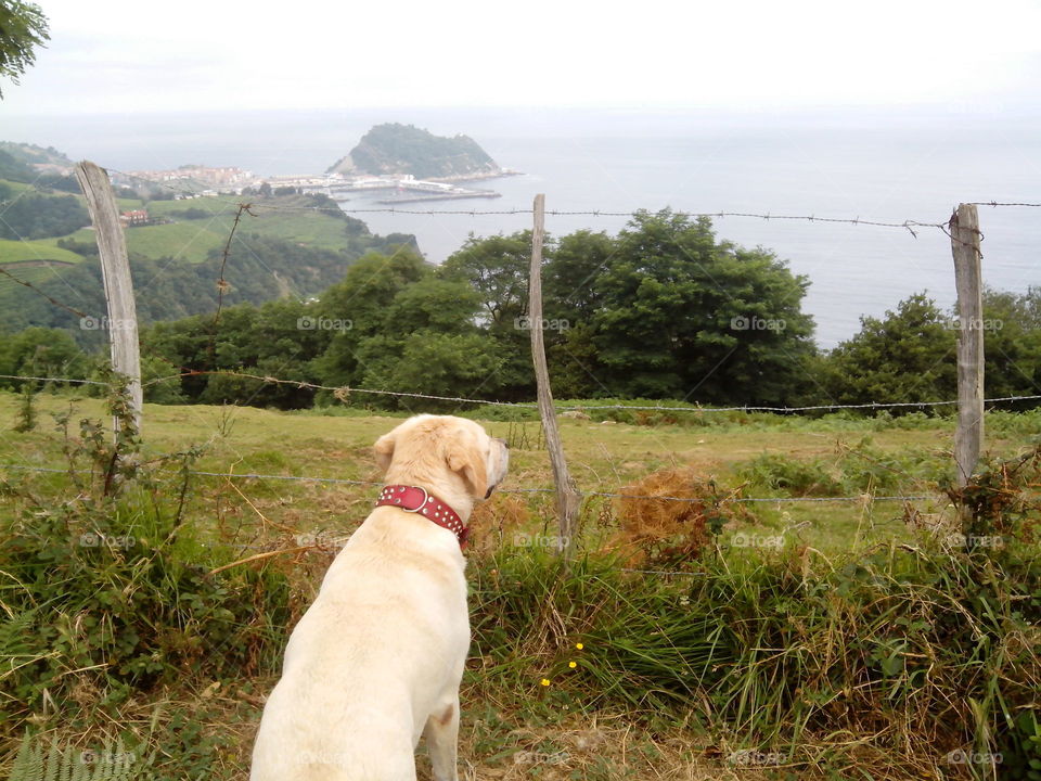 Lab amazed by the landscape