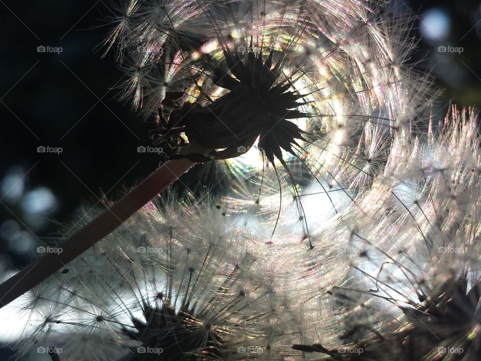 Wishes in the Morning