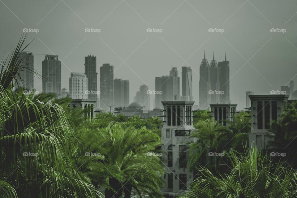 palm trees houses river green-black against the backdrop of tall buildings