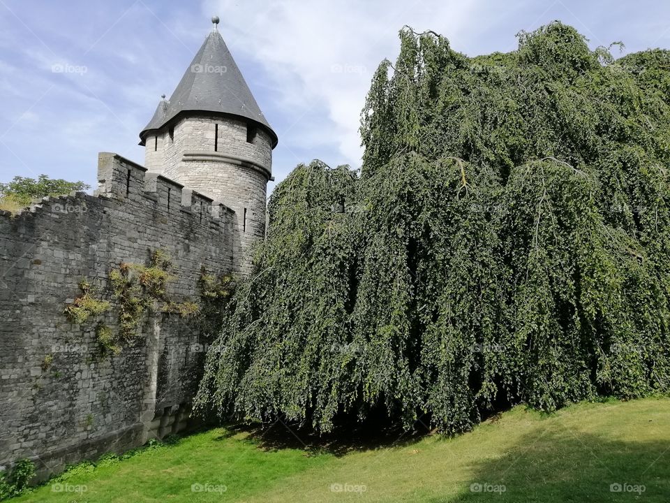 castle with tree