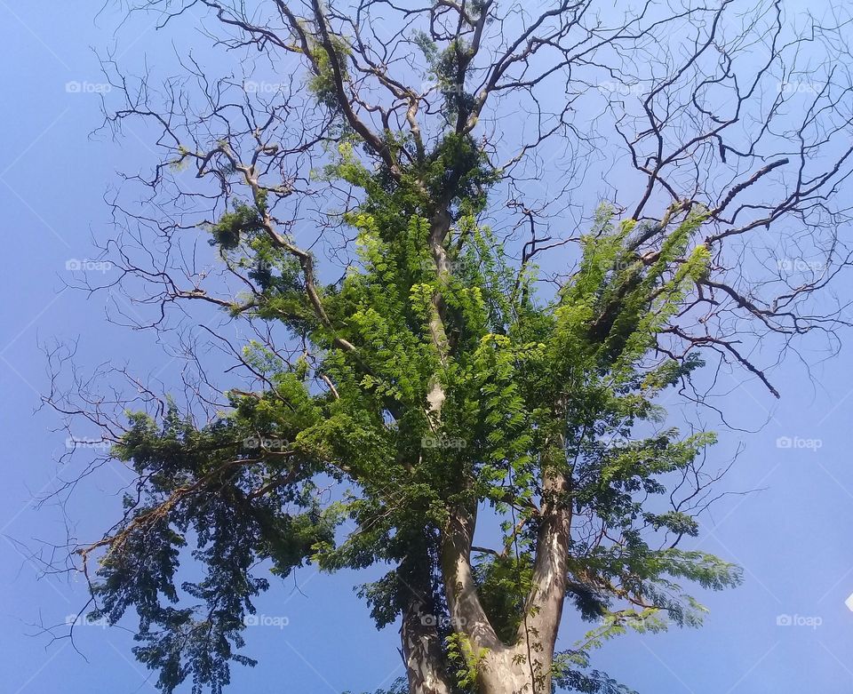tree in autumn .Beautiful Sky