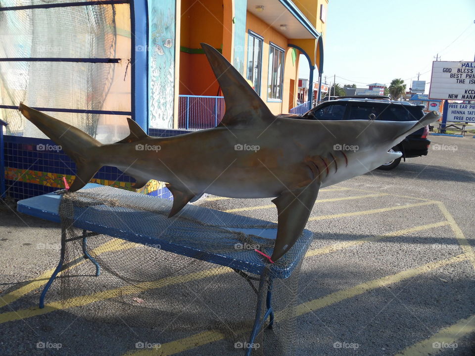 shark tank. This is a vacation photo 📷 that I took while visiting port Aransas Texas near the Gulf of Mexico. 👣 🚶 🏃 🔥 💨